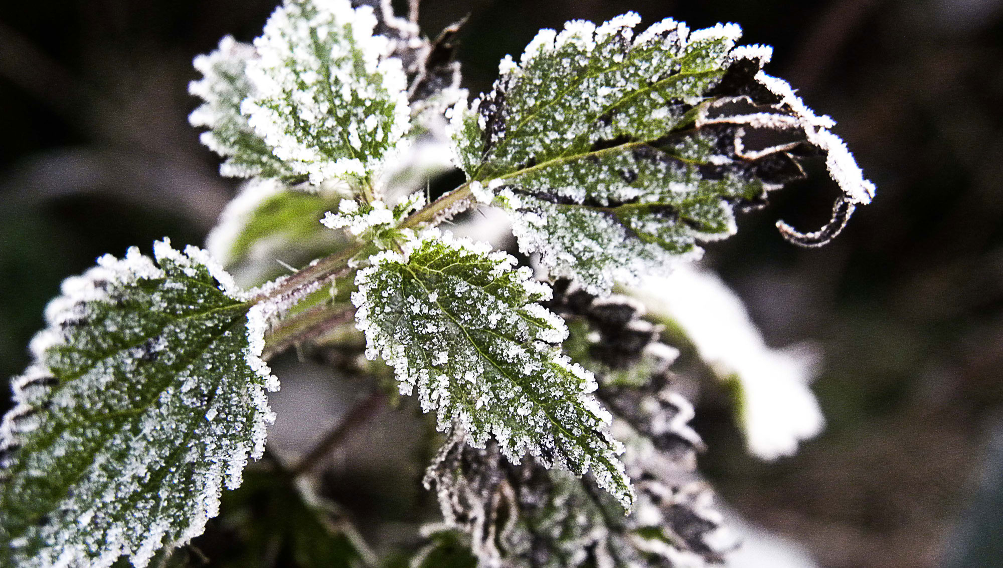 activeremedyicenucleatingbacteria Active Remedy