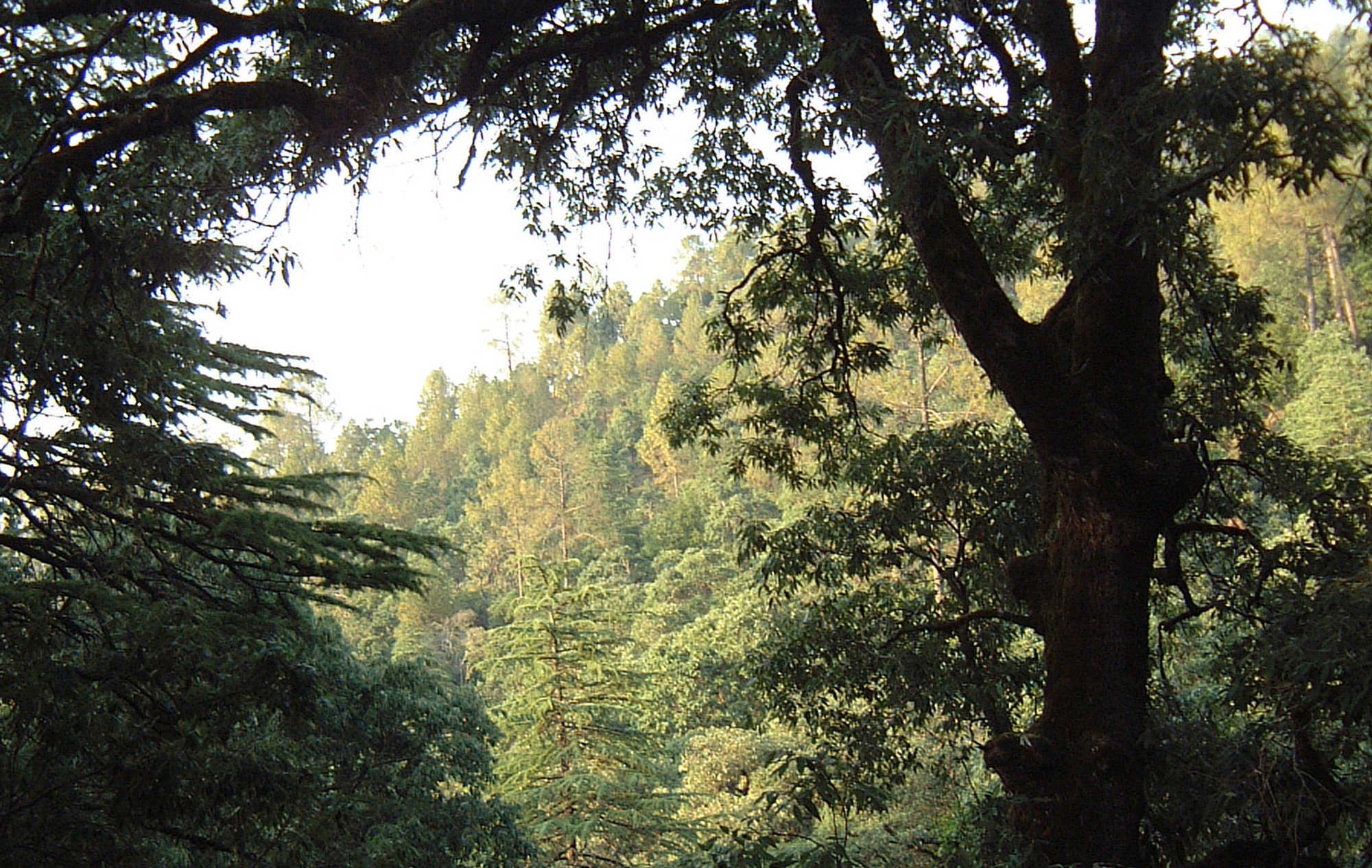 TARKESHWAR-sacred-grove-forest
