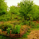 Permaculture for Working in Harmony with Nature