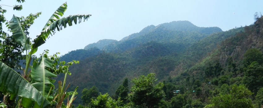 Hariyali-Devi-sacred-grove Hariyali-Devi-sacred-grove