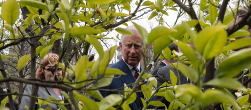 prince-charles-trees